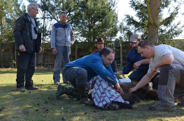 Odběr krevních vzorků pro molekulárně-genetické analýzy, rezervace Insel Usedom, Německo