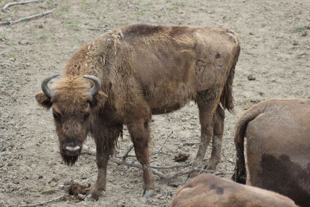 Zubřice Tara v ZOO Tábor