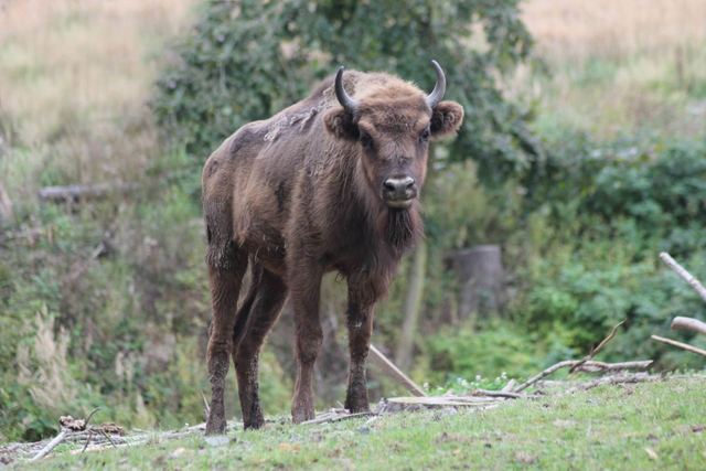 Zubřice Taura v ZOO Tábor