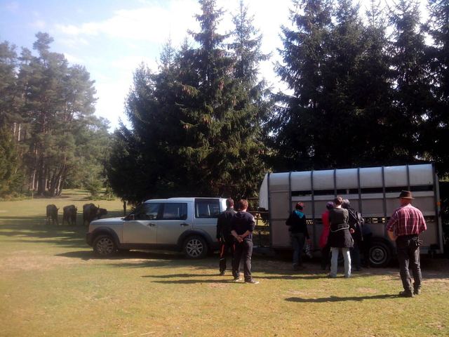 Transport Useliny a Usjany, rezervace Insel Usedom poblíž Prätenow v Německu