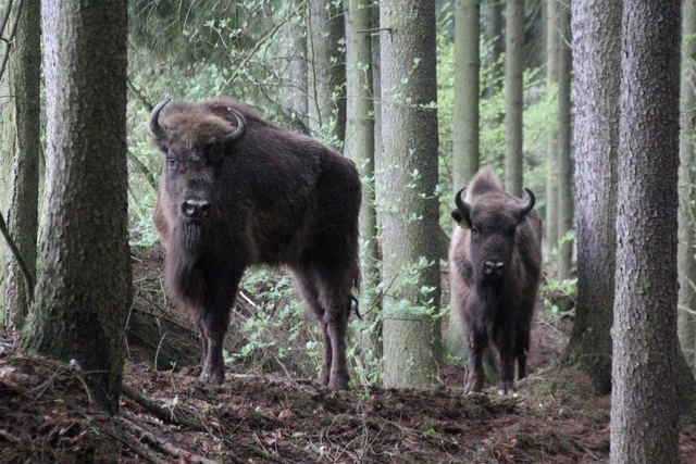 Zubřice Usajana a Uselina v zoo Tábor