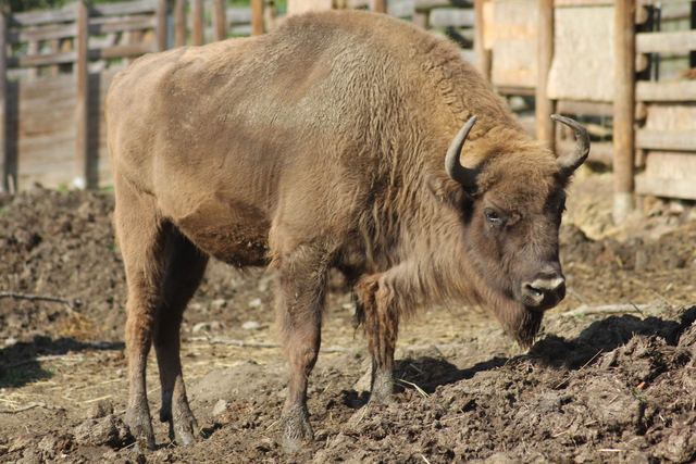 Zubřice Uselina v ZOO Tábor