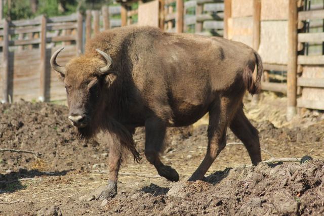 Zubřice Usjana v ZOO Tábor