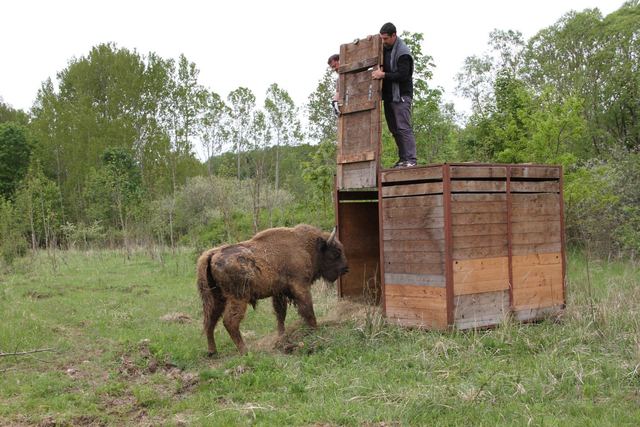 Vypuštění samce Tábora v přírodní rezervaci u Rokycan