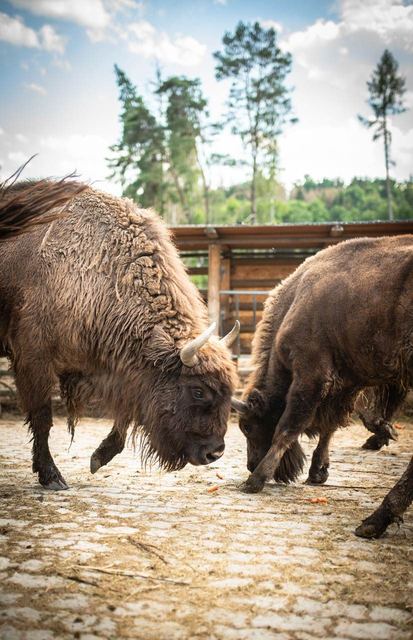 Zubři ve výběhu v ZOO Tábor