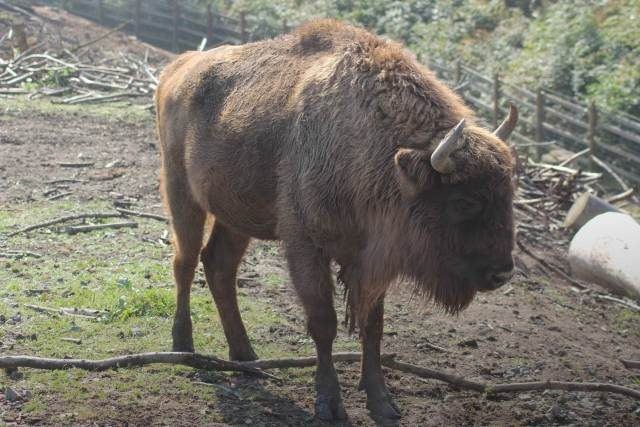 Zubr Norisa