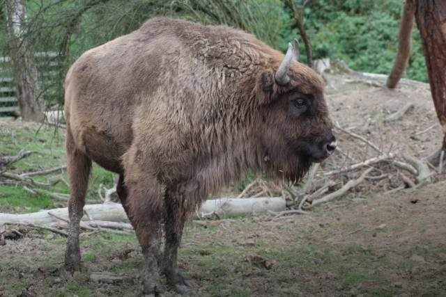 Zubr Norma