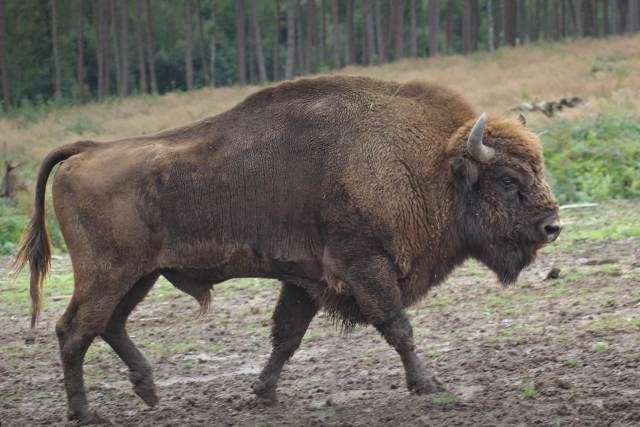 Zubr Poczekaj